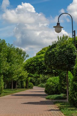 Sidewalk path in the park on a sunny summer morning among green trees. Morning walk.