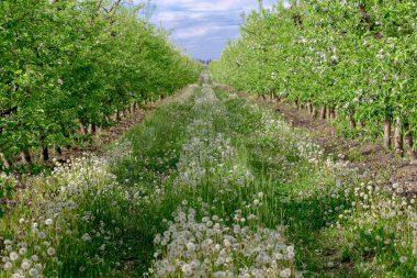 Beyaz karahindiba ve yeşillik arka planında elma bahçesi