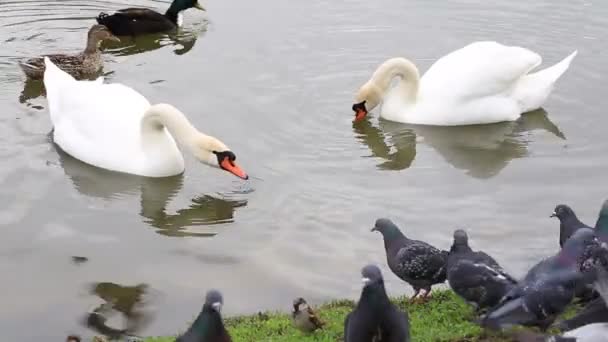 Cisnes e pombas graciosos brancos em uma lagoa em um dia claro quente contra o pano de fundo de uma bela paisagem — Vídeo de Stock