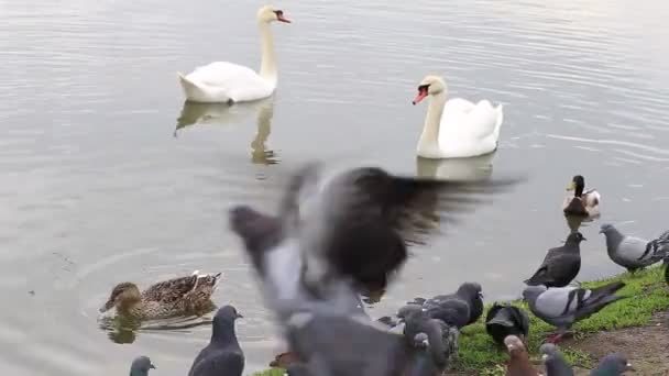 Weiße anmutige Schwäne und Tauben auf einem Teich an einem warmen, klaren Tag vor der Kulisse einer wunderschönen Landschaft — Stockvideo