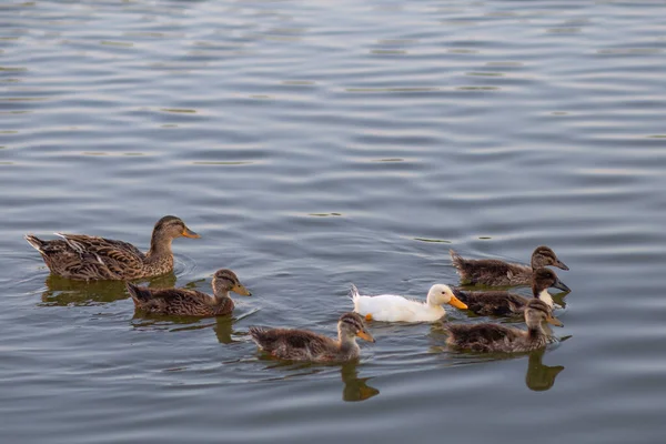 Image Brown Mallard Ducks Ducklings Lake Shore — Stock Photo, Image