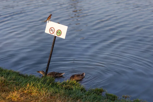 Image Brown Mallard Duck Ducklings Lake Shore Background Prohibiting Billboard — Stock Photo, Image
