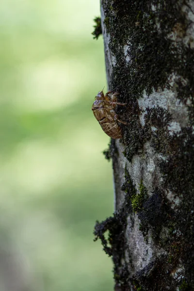 死亡观察甲虫 木料上的红景天 它是一种产自Anobiidae科的树栖甲虫 — 图库照片