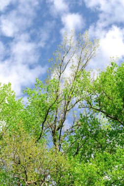 Ağacın çıplak dalları mavi gökyüzüne doğru uzanıyor..
