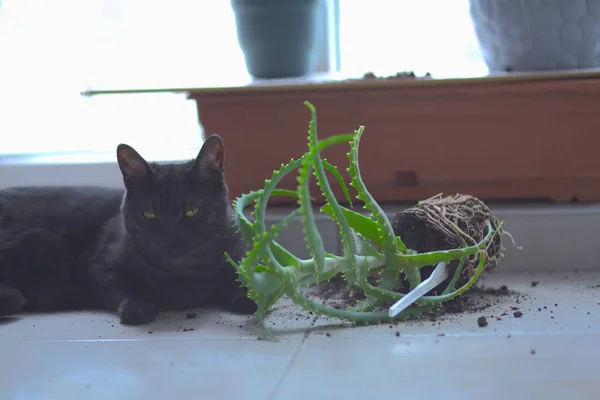 Den Inhemska Katt Tappade Inomhus Blomma Och Spridda Jorden — Stockfoto