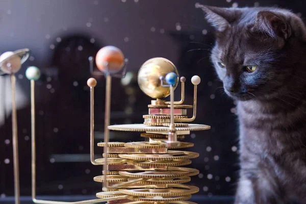 Black cat looks at the model of the solar system against the background of the starry sky