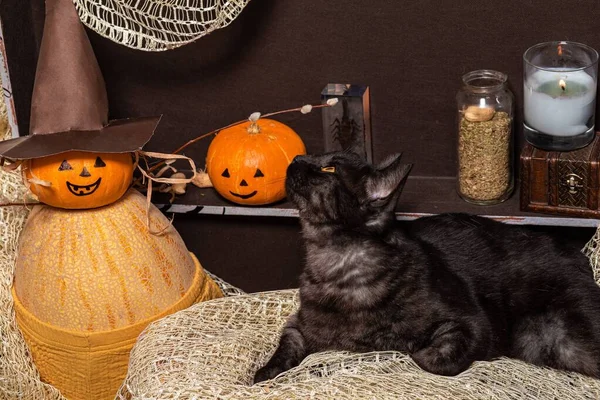 Две Тыквы Черная Кошка Коричневой Груди Фоне Бутылок Зельем — стоковое фото