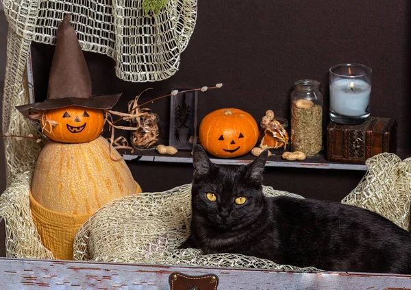 Две Тыквы Черная Кошка Коричневой Груди Фоне Бутылок Зельем — стоковое фото