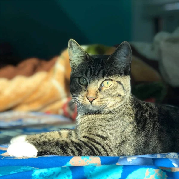 Güzel Bir Kedinin Çekici Bakışı, Sarı ve Mavi Gözlü Kedi