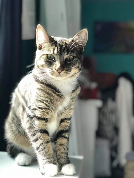 Huysuz kedi masada oturuyor. Kedinin gözleri çok büyülü. Ama kedinin sinirlendiğini görmek güzel..