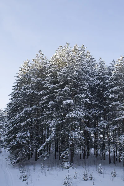 Dennenbos, winter, besneeuwd hout — Stockfoto