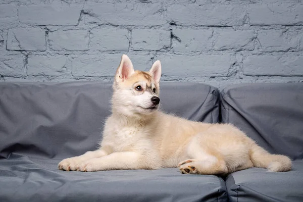 Lustige Welpen Husky Rasse Alter Monate Helle Farbe Auf Einem — Stockfoto