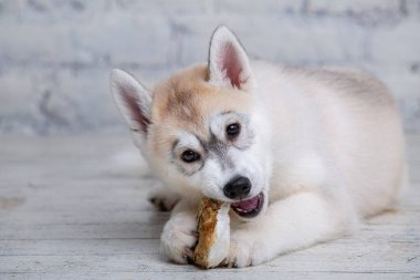 Gülümseyen mutlu köpek açık renkli köpek yavrusu zevkle kemiriyor. Köpekler lezzetlidir. Köpekçik doğal çiğ kemik çiğniyor. Kurutulmuş domuz kulağı köpek maması. Hayvan malzemeleri.