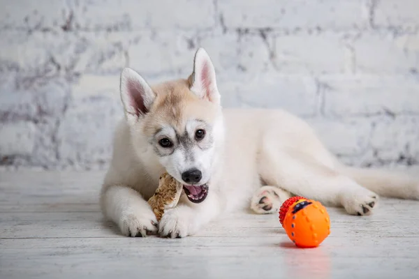 Smiling happy pet dog light colored husky puppy gnawing with pleasure bone of food. Dogs delicacy. Doggy chewing on natural rawhide bone. Dried pork ear natural chewing treats for dogs. Pet supplies