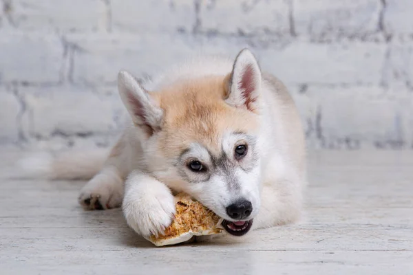 Smiling happy pet dog light colored husky puppy gnawing with pleasure bone of food. Dogs delicacy. Doggy chewing on natural rawhide bone. Dried pork ear natural chewing treats for dogs. Pet supplies