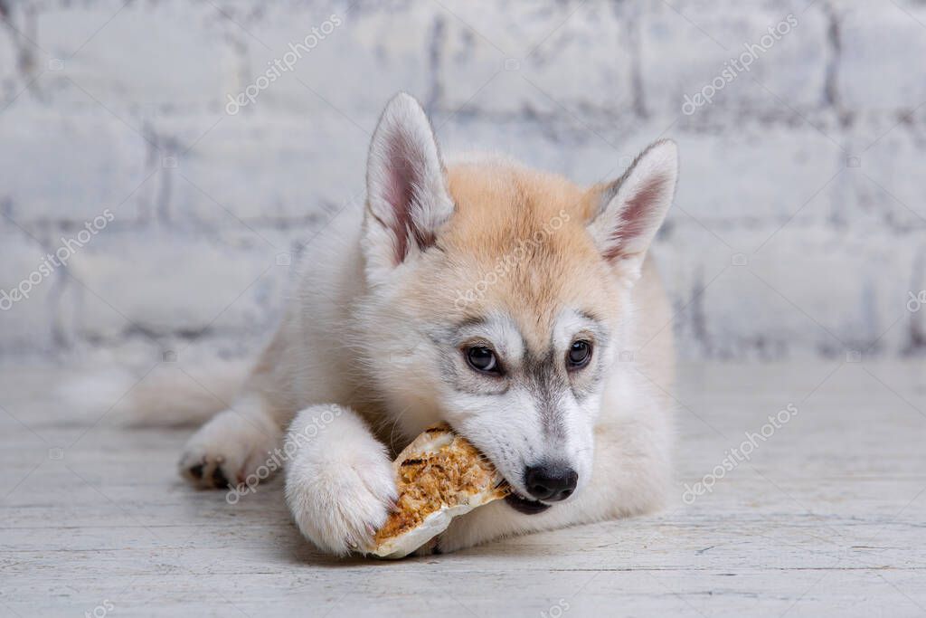 Divertida raza husky cachorro de color claro roe cerdo seco y orejas de
