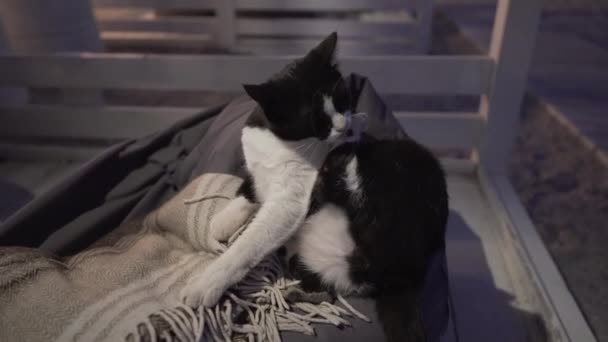 Eine niedliche obdachlose schwarz-weiße Katze auf einem Sofa in einem Restaurant am Ufer ruht sich aus und amüsiert sich vor dem Hintergrund des Strandes am Abend. Das Thema Straßentiere, Komfort und — Stockvideo