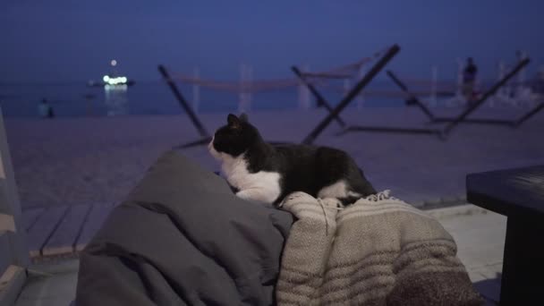 Een schattige dakloze zwart-wit kat op een bank in een restaurant aan de kust rust, plezier hebben, tegen de achtergrond van het strand in de avond. Het thema van straatdieren, comfort en — Stockvideo