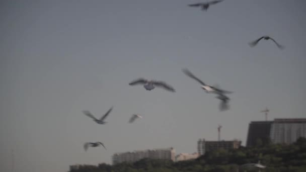 Ukraine.Odessa.11 août 2020.Les oiseaux mouettes volent beaucoup dans le centre du cadre, sur fond de bord de mer, de plage et les gens se détendent par une journée ensoleillée. Thème de la vie en bord de mer. — Video