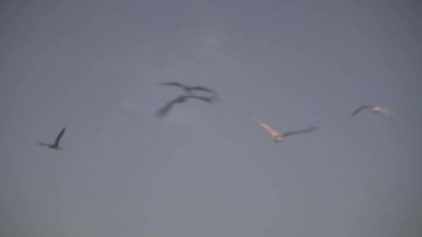 Várias gaivotas voam no centro da moldura contra o fundo do céu azul acima do mar. Tema de pássaros e natureza. — Vídeo de Stock