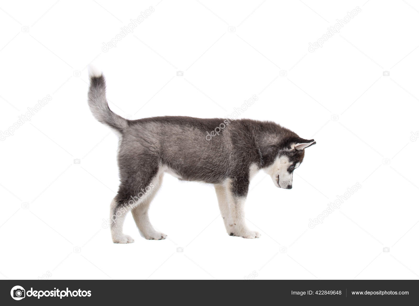 哈士奇图片小狗- 抖音, image size:1600x1167