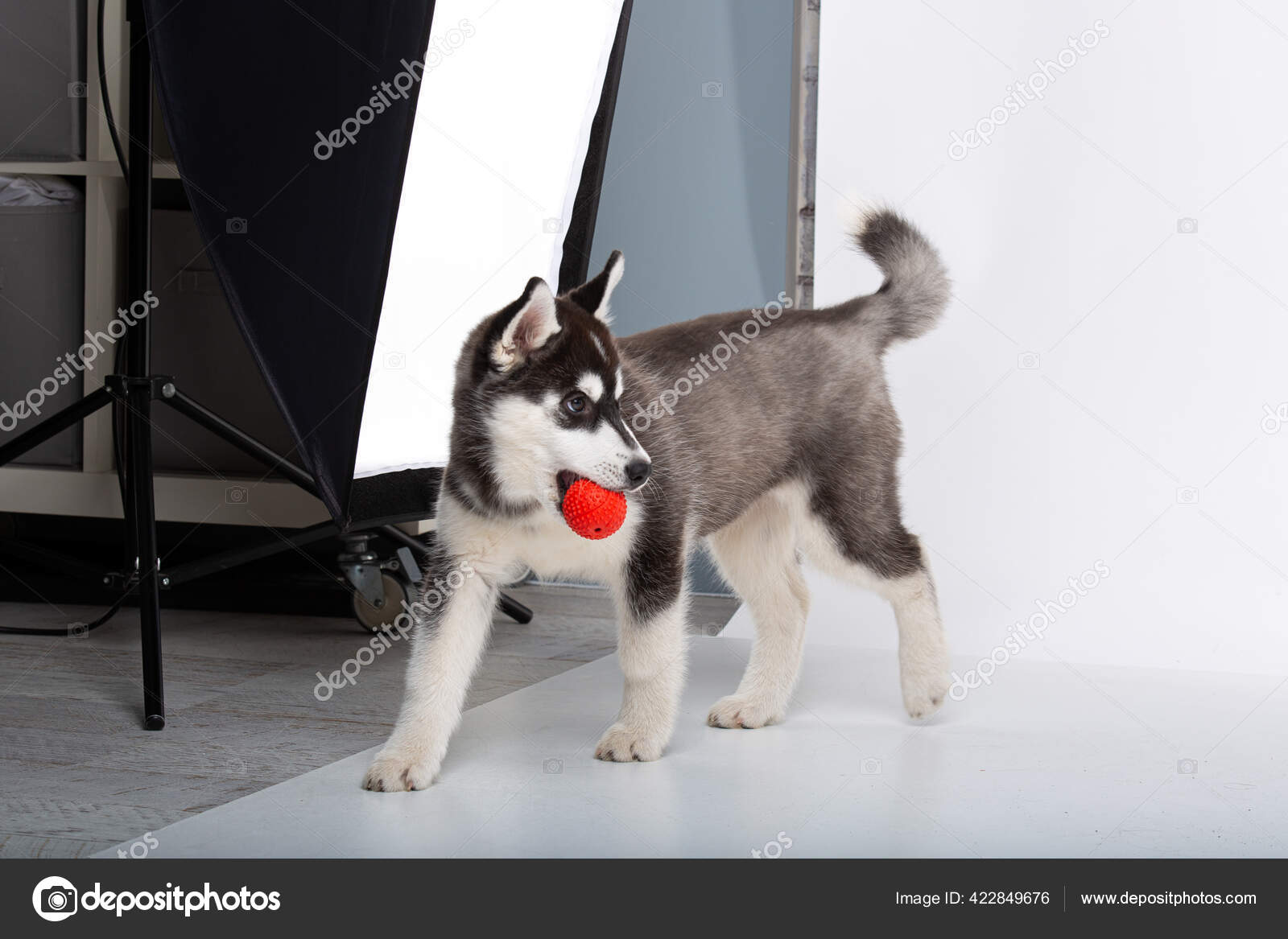 在演播室里的白色独立背景上有趣的黑白毛小狗纯种的哈士奇雌性小狗带尖耳朵的家养纯种狗的笑脸, image size:1600x1167