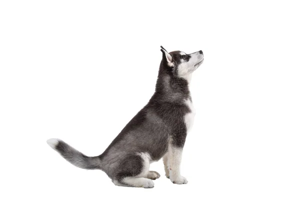 Cute Little Husky Szczeniak Izolowany Białym Tle Studyjne Ujęcie Zabawnego — Zdjęcie stockowe