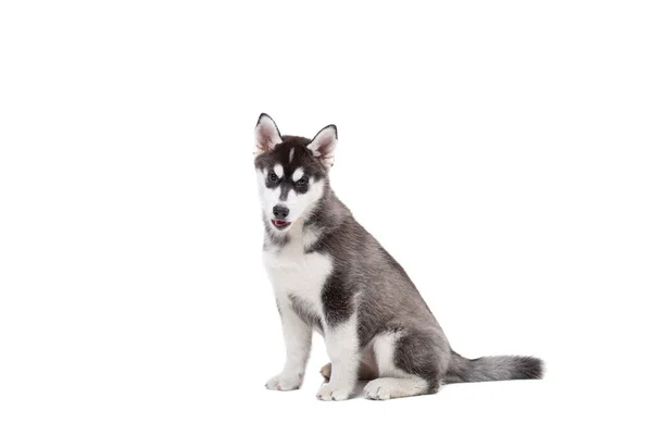 Cachorro Husky Siberiano Meses Edad Frente Fondo Blanco Husky Siberiano —  Fotos de Stock