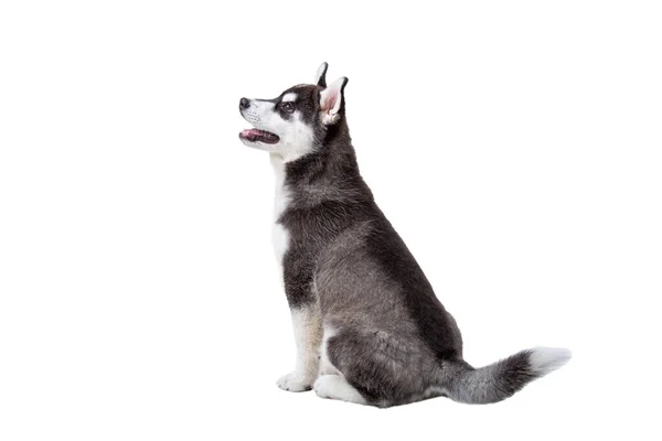 Lindo Perrito Husky Aislado Sobre Fondo Blanco Estudio Divertido Cachorro —  Fotos de Stock