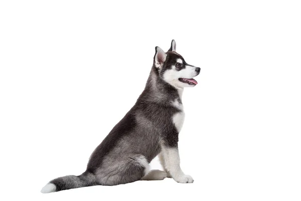 Lindo Perrito Husky Aislado Sobre Fondo Blanco Estudio Divertido Cachorro —  Fotos de Stock