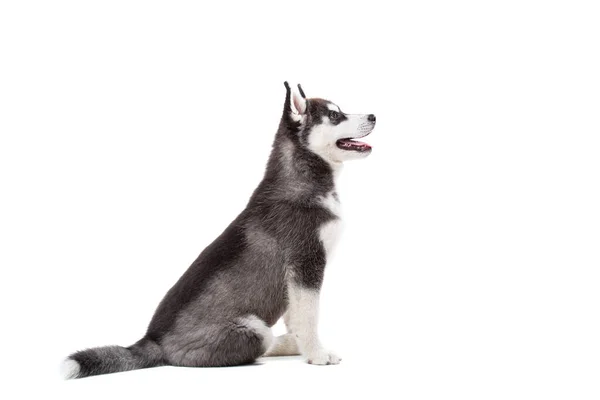 Sibirya Husky Köpeği Beyaz Arka Planda Aylık Sibirya Husky Beyaz — Stok fotoğraf