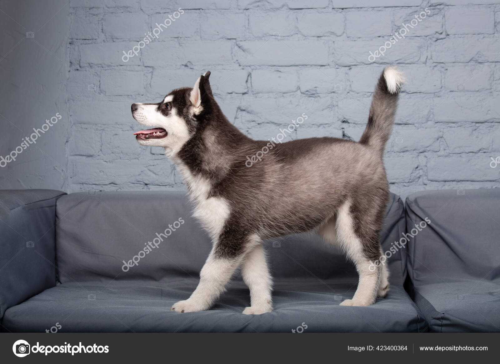 Funny Active Dog Husky Puppy Black White Age Three Months Stock