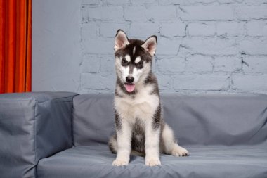 Evdeki gri tekstil kanepesinde genç, güzel, komik Sibirya köpeğinin portresi. Sivri kulaklı, evcil, saf bir köpeğin gülen yüzü. Çatı katı tarzı tuğla duvar. Sibiryalı iri yapılı küçük kız..