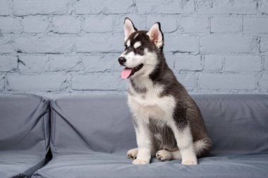 Üç aylık siyah beyaz, komik, aktif köpek yavrusu köpek yavrusu. Oturma odasındaki kanepede eğleniyor. Köpek yavrusu Sibiryalı kadın, çatı katı tarzı dairelerde. Evcil hayvan teması