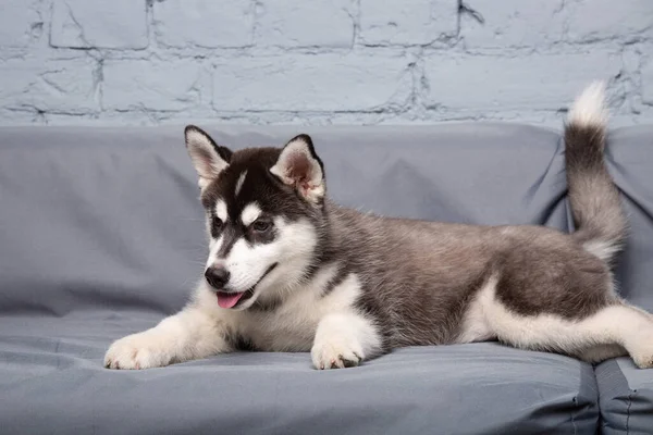 Funny active dog husky puppy black and white, age three months, having fun on the sofa at home in the living room. Dog baby female siberian husky in loft style apartments. Pets theme