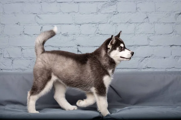 Retrato Joven Hermoso Perro Husky Siberiano Divertido Disfruta Sofá Textil — Foto de Stock