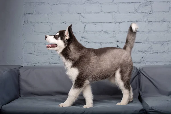 Cachorro Husky Cão Ativo Engraçado Preto Branco Idade Três Meses — Fotografia de Stock