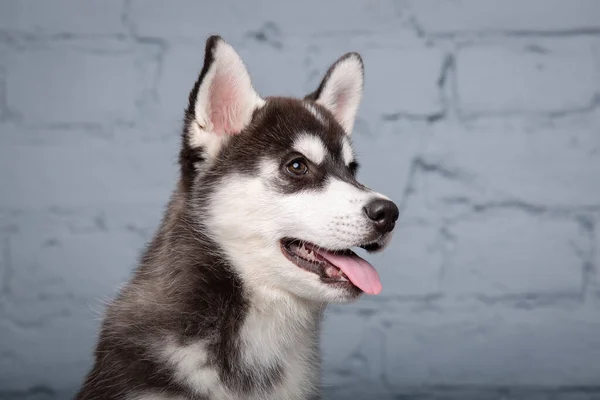 Tema Evcil Köpek Yavrusu Aylık Siyah Beyaz Komik Aktif Yavru — Stok fotoğraf