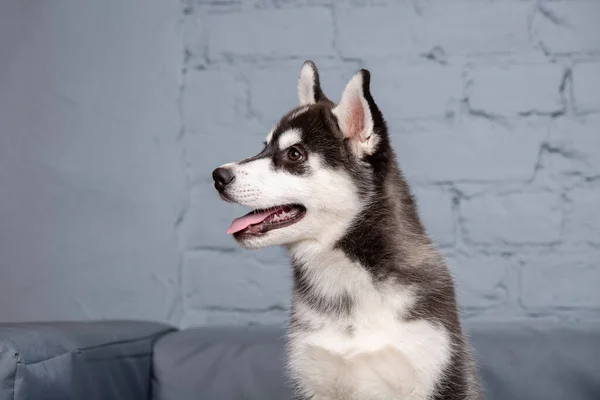 Tema Mascota Cachorro Perro Casa Divertido Bebé Activo Husky Hembra —  Fotos de Stock