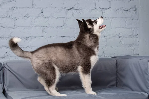 Retrato Jovem Bonito Cão Husky Siberiano Engraçado Goza Sofá Têxtil — Fotografia de Stock