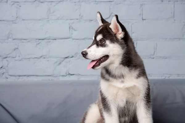 Retrato Joven Hermoso Perro Husky Siberiano Divertido Disfruta Sofá Textil —  Fotos de Stock