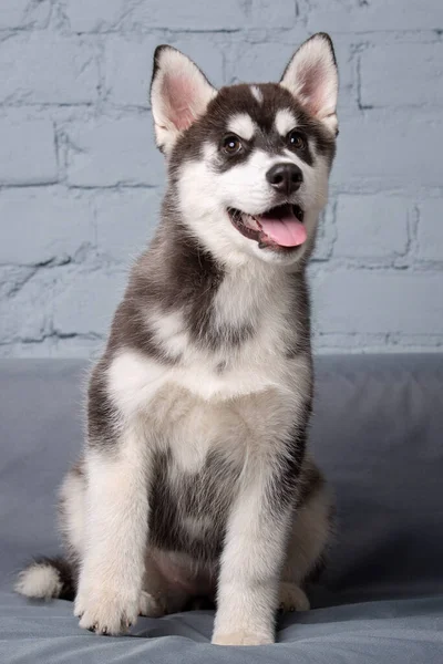 Tema Mascota Cachorro Perro Casa Divertido Bebé Activo Husky Hembra —  Fotos de Stock