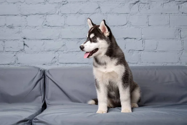 Retrato Joven Hermoso Perro Husky Siberiano Divertido Disfruta Sofá Textil —  Fotos de Stock