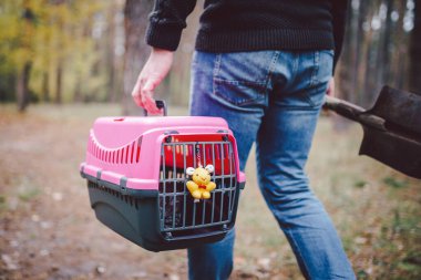 Tema evcil hayvanın ölümü. Bir elinde mezar kazmak için bir elinde kürekle orman yolunda yürüyen bir adam ve içinde bir hayvan olan diğer nakliye kutusunda. Kedinin son yolu.