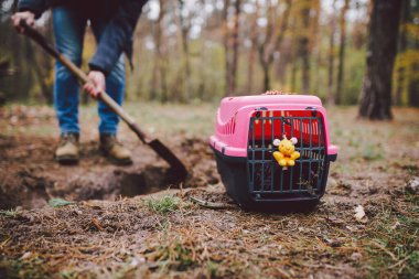 The topic of burial of pets is not legal. Man digs hole with shovel for burying an animal in the forest. The owner makes the grave with a shovel, digs a hole in the ground to bury the deceased cat. clipart