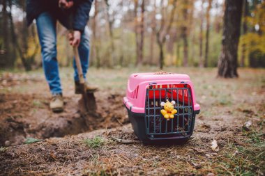 Hayvan mezarlığındaki ürkütücü sahne. Kayıp hayvan dostlarının mezarı. Arkadaşlık, hoşça kal. Bir adam taşıyıcıya ölü bir hayvan getirir ve bir kürekle mezar kazar. Bir Evcil Hayvan Kaybı.