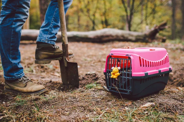 Man digging a grave in pet cemetery. Gravedigger digs pet burial hole in wooded area. Carrying box for animals with toy on background of grave. Theme of death and pain of losing a cat or dog.