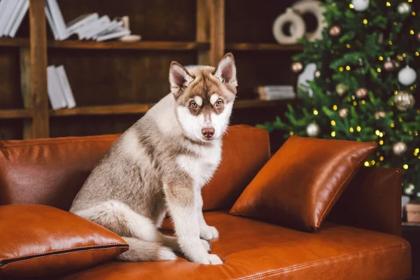 Baest Φίλος Husky Σκυλί Κουτάβι Που Διασκεδάζει Στο Κλασικό Εσωτερικό — Φωτογραφία Αρχείου