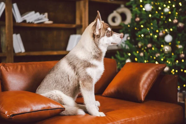 Puppy Αρσενικό Σιβηρίας Husky Λευκό Μπεζ Χρώμα Στο Εσωτερικό Σαλόνι — Φωτογραφία Αρχείου