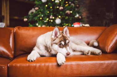 Sibirya Husky köpeği yavrusu, klasik Avrupa tasarım odasındaki kahverengi kanepede oynayan ve dinlenen, yeni yıl tatili için dekore edilmiş genç bir köpek yavrusu. Bir apartmanda bir köpeğin hayatı teması.